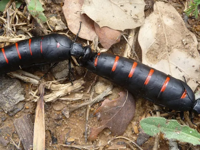 Bees and Weather Conditions - Can bees suffer from sunburn under stressful situations?