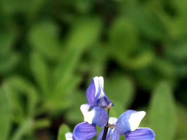 Top Choices for Bougainvillea Fertilizers: Application Timing and Methods Explained