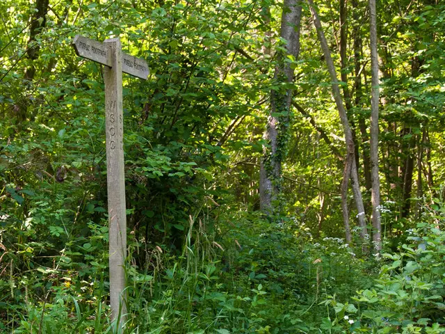 Peaceful mindset, muted to-do list, and fifty straightforward ways to eliminate clutter