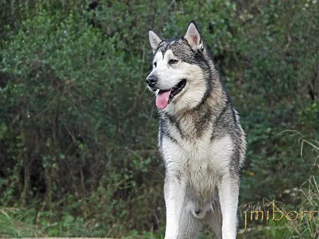 Discovering the Mysteries: Decoding the Symbolic Significance of the Wolf