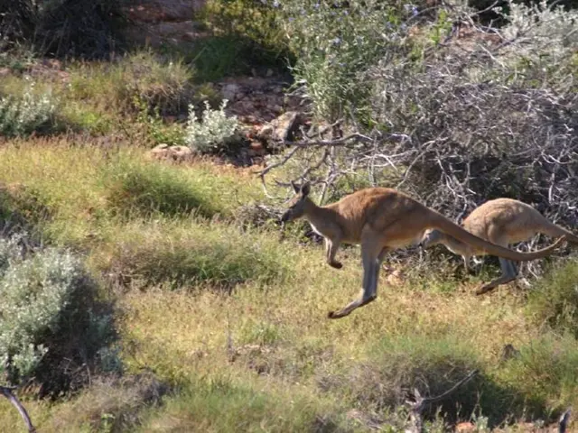 Two female kangaroos are now part of Zoo Fauna's extended family.
