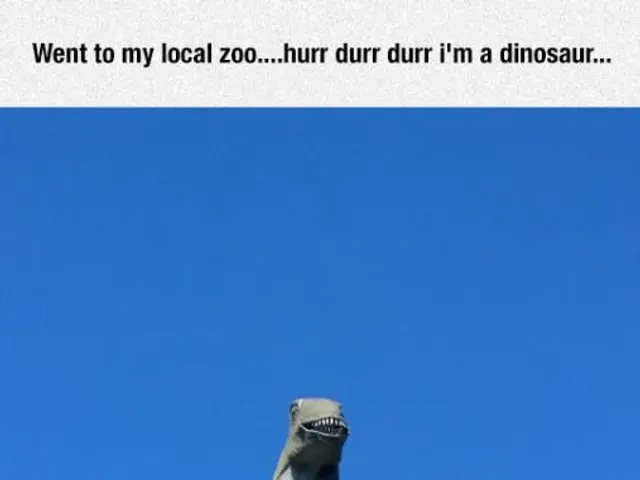 Cats versus Raccoons in Gifhorn: Feline juveniles and pesky raccoons clashing in the area