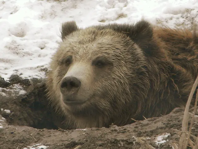 Celebrations abound at the Saskatoon Forestry Farm Park and Zoo as they honor the birthdays of...