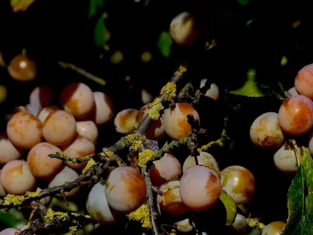 Propagating Geraniums via Cuttings: Discover Three Top Methods for Expanding Your Plant Collection