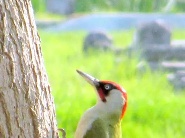 The audible commotion you're experiencing is, in fact, the rhythmic percussion of the arrival of...