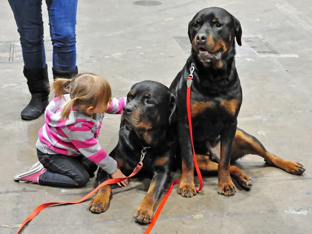 guide on selecting suitable dog supplements for every canine caretaker (or "fur mom")