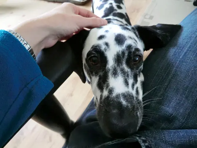 Unveiling the Power of Dog Training Signals: Enhancing Your Bond with Canine Companions through...