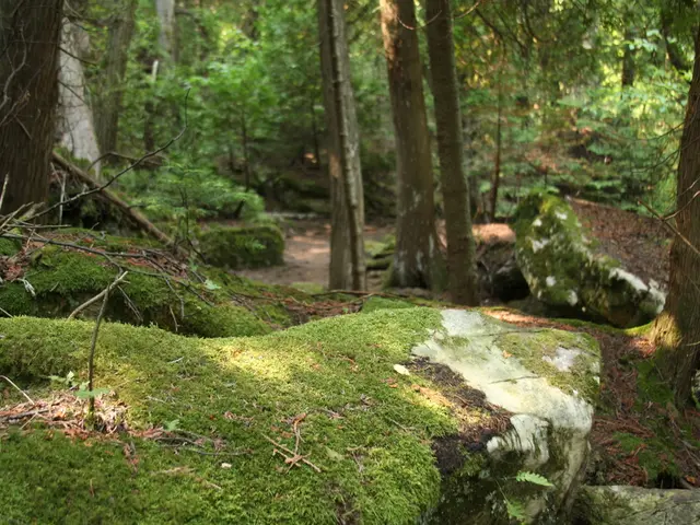 Maintaining Bonsai Moss: Strategies for Controlling Growth and Promoting Health