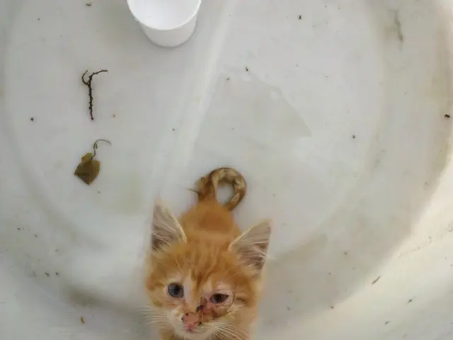 Latest Prices for Electric Combi Boilers in the UK 2025: Find the Best Deals and Cut Costs