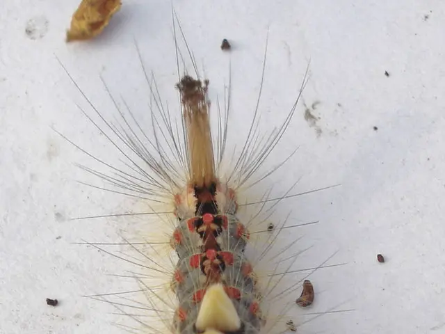 Damaged Air Ducts Lead to Poor Air Quality: Consider Air Duct Cleaning for Improved Indoor...