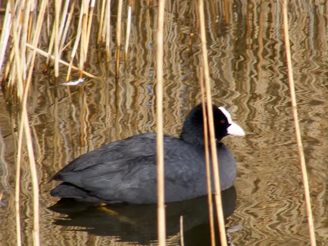 Comprehensive Guide on Eradicating Unwanted Vegetation in Gardens - Techniques for Eliminating...