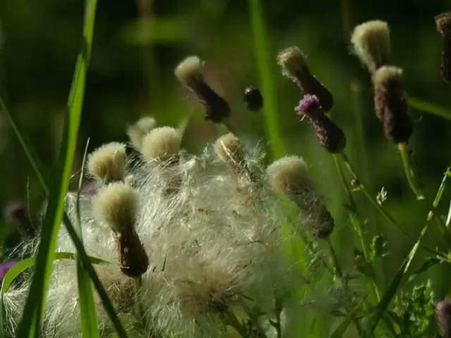 Disgruntled Farmer in Braunschweig expresses dissatisfaction, labeling the situation as "No fun".