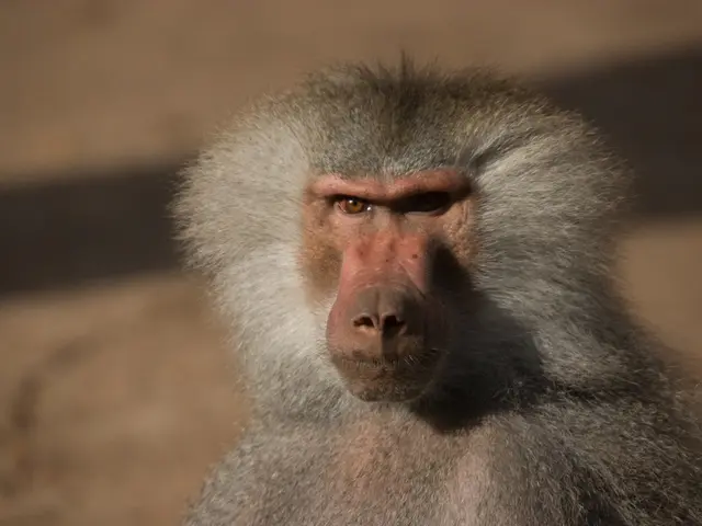 Zoo animals' lives at stake: Discussion over baboon deaths in Nuremberg Zoo