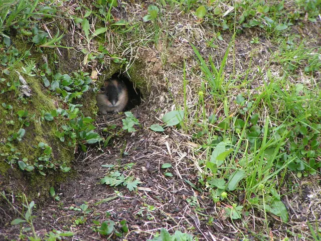 The dacha's metal containers offer the optimal hiding spot.