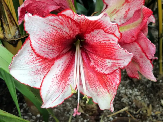 Ready Soil Preparation for Hydrangea Blooming Success