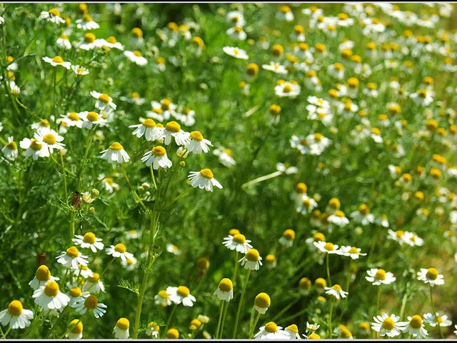 Brilliant display in Ehestorf: A vibrant sea of sunflowers now flowers extensively