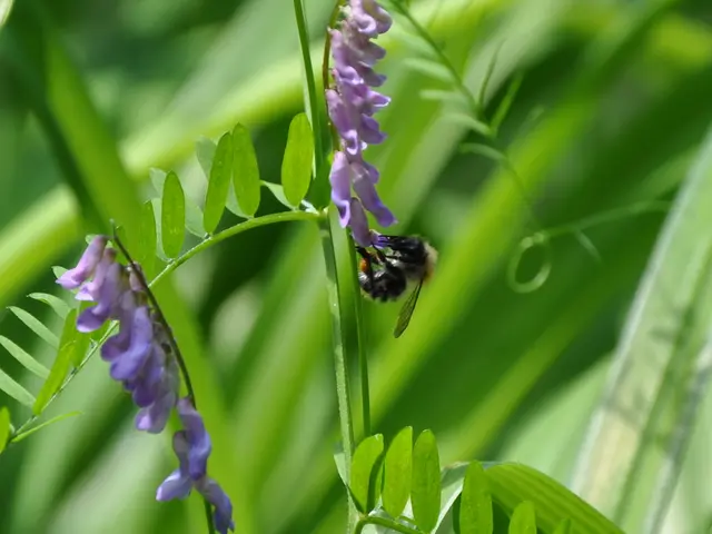 Utilizing Neem Oil in Gardening: 3 Effective Ways as a Garden Ally, Plant Savior, and Pest...