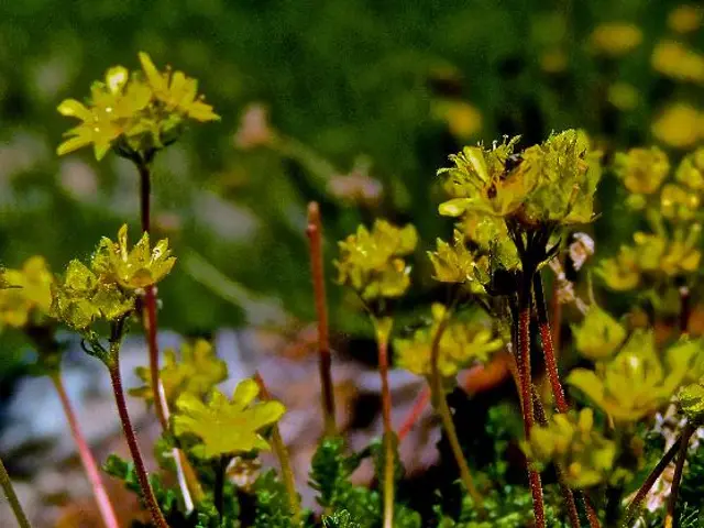 Yellowing Crape Myrtle Leaves: Root Causes and Solutions