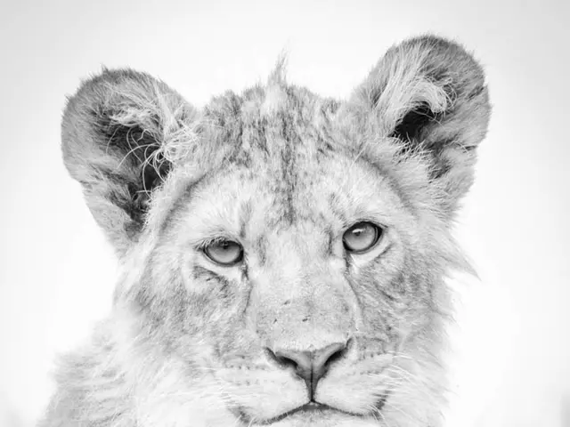 Tiger Day Celebrations Worldwide in 2025: Top 10 Poster Design Concepts for Scholars to Consider