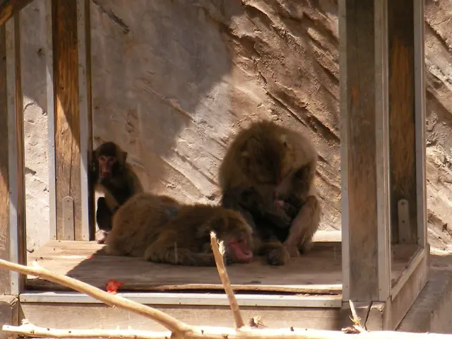 Zoo Nuremberg faces sorrow as 12 monkeys meet untimely demise!