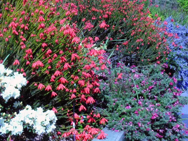 Affordable Blooms to Vividly Color Your Flower Garden