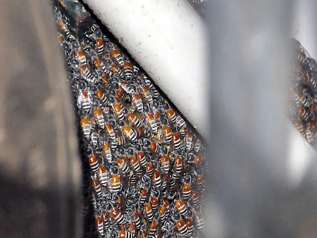 EU subsidies for beehive maintenance, requested by the European Beekeeping Association, are now...