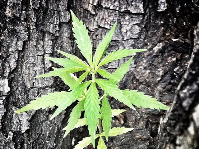 Local authorities in Solingen are on search for trees to be planted during the upcoming planting...