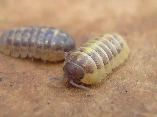 Expansion of robotics fleet aggressively underway in California's strawberry farms, with financial...