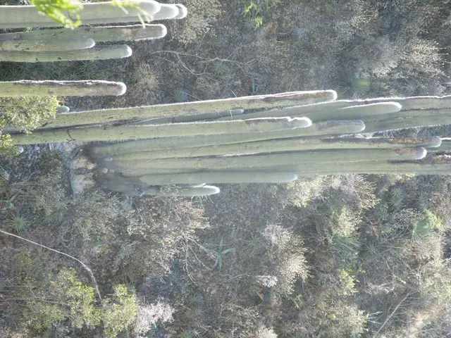 Adapting in Adverse Conditions: Desert Flora's Tenacity Against Harsh Terrain