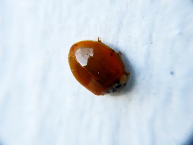 Soil Mildew Examination: Origins and Remedies for White Mold Problems