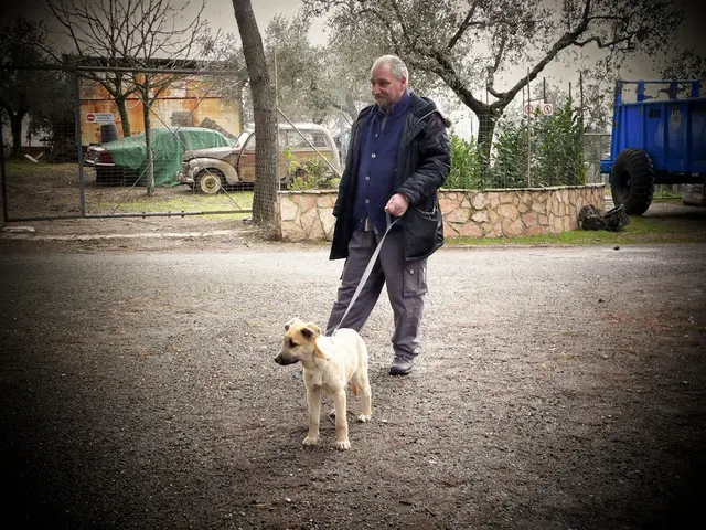 Techniques and advice on equipping a canine with a harness, as recommended by a veterinarian