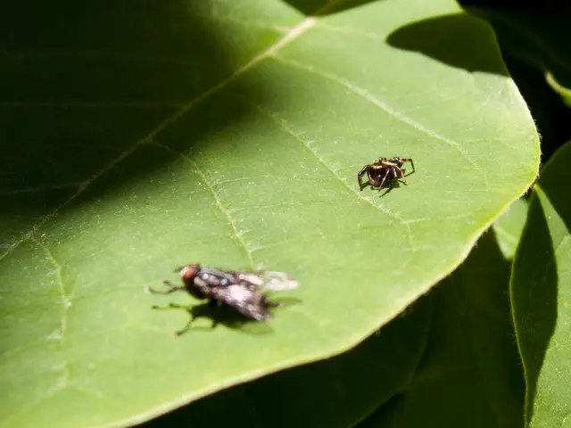 Destructive Insects That Damage Leaves on Various Plants