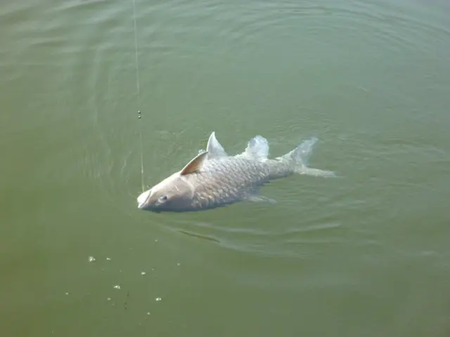 Five years past, during the time the fish resided in Lengede,