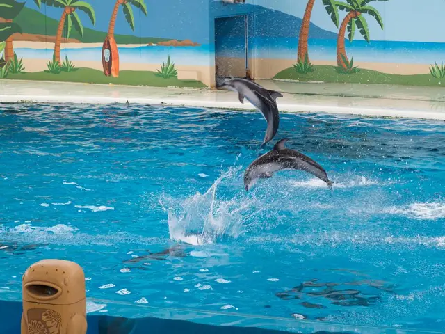 Marine Life: Dolphins Gracefully Swimming in the Deep Blue Sea