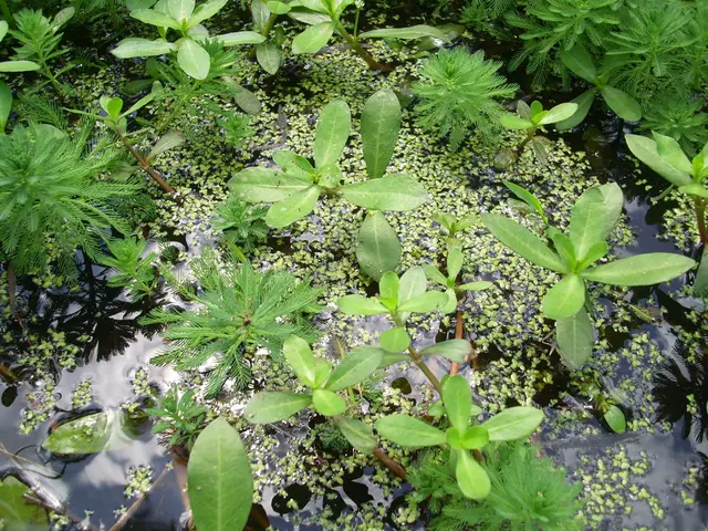 Essential Water Plants for Your Backyard Pond!