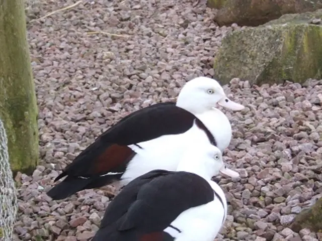 Affordable Options for Creating a Budget-Friendly Backyard Retreat Using Patio Pavers