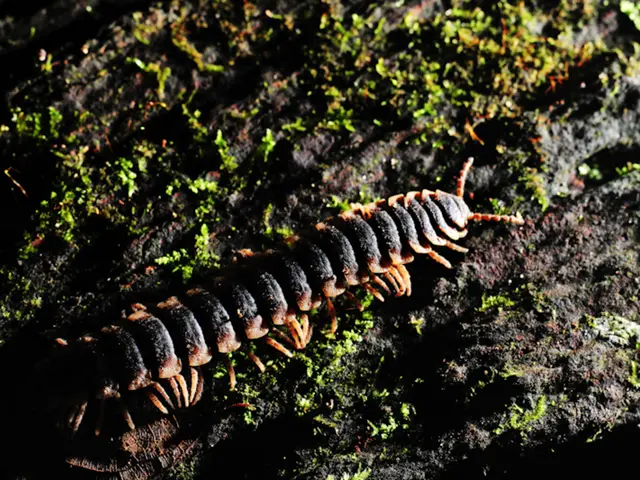 Comparing Centipedes and Millipedes: Identifying Distinct Features of Multi-legged Arthropods