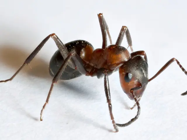 Methods to Eliminate Ants on Your Property and Recommended Insecticides: Counsel by a Agronomist