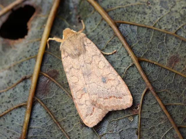 Utilizing Neem Oil in Gardening: Versatile Uses as a Garden Ally, Plant Savior, and Pest Eradicator...