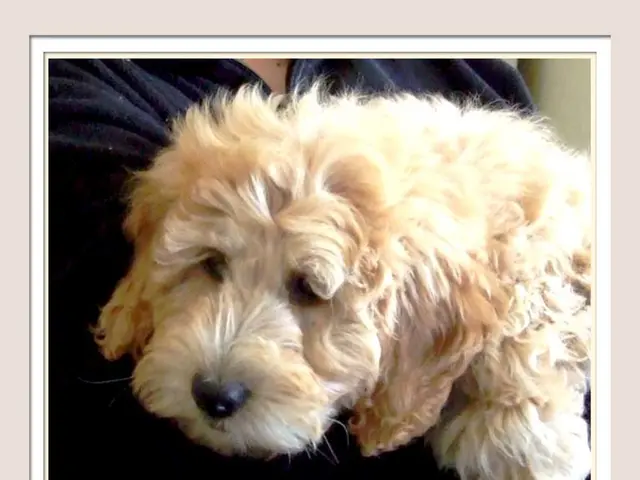 Professional Dog Trainer Outlines Five Groups of Individuals Who Should Avoid Owning Dogs Due to...