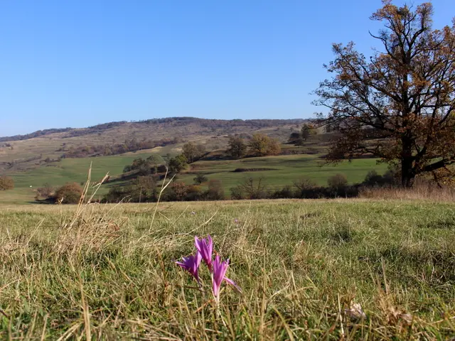Flower options for busy gardeners who don't have much time to care: 5 resilient annuals that can...