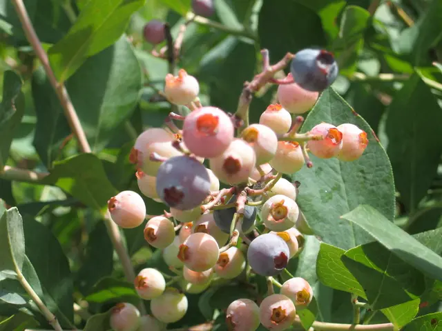 Unknown Berries Offering Potent Antioxidant Shielding