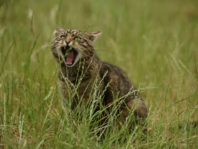 Twenty vibrant feline species suited for domestic life