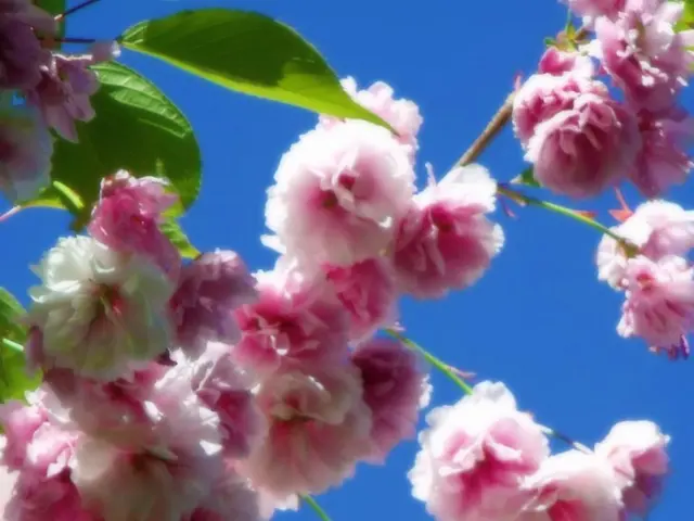 Vibrant stems offer an excellent enhancement for your winter flower bed