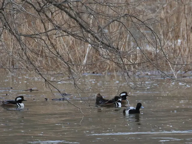 Birds of the Seagull species do not perch upon tree branches