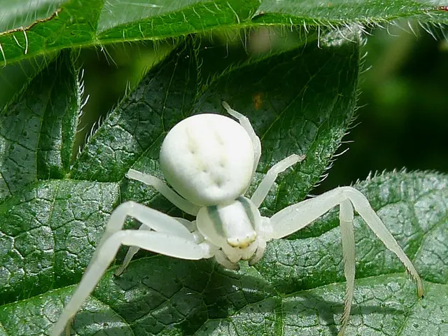 Guide for Installing Apache Tomcat 11.0.7 Alongside Nginx on Ubuntu 24.04 operating system