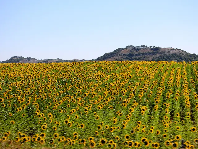 Vibrant display: Multitudes of sunflowers now in full bloom in Ehestorf