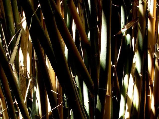 Boost Your Gifting Options: Discover the Benefits of Presenting Lucky Bamboos to Your Dear Ones!