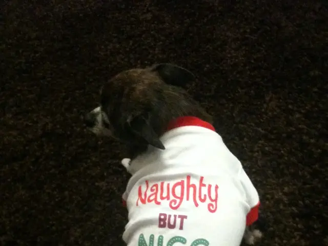 Methods for Attaching a Harness on a Canine: Information and Techniques Suggested by a Veterinarian