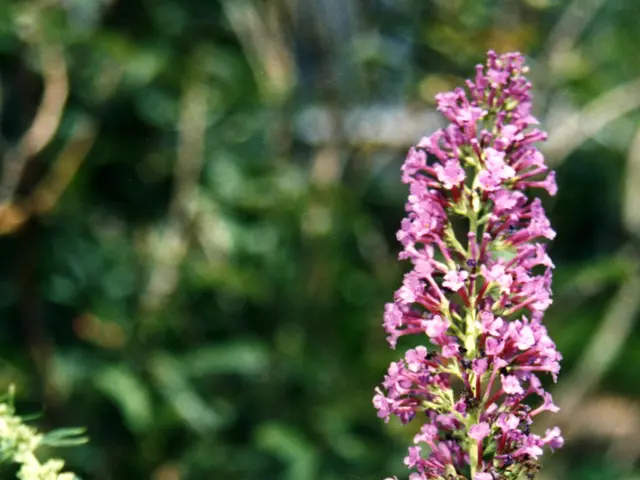 Toughest Flora Options for Your Backyard Sanctuary